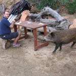a tavola con il cinghiale
