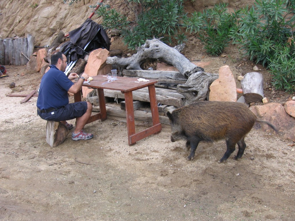 e per compagno un cinghiale