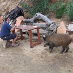 e per compagno un cinghiale