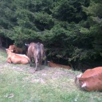 local nature