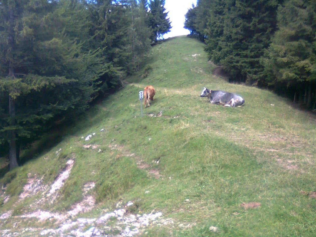 nature 2