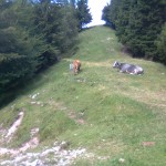 nature 2
