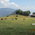 IMG_0779